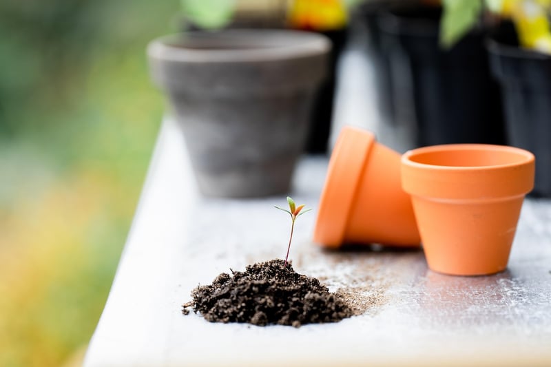 Enchanting Plant Care