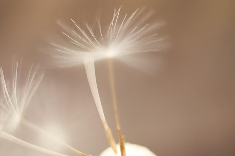 Fantasy Flower Seeds
